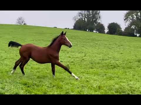 Super 2025 foals available... - Image 2