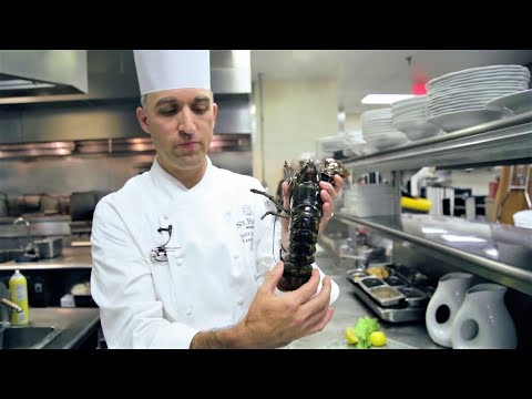 download lagu mp3 mp4 How To Tell Female Lobster, download lagu How To Tell Female Lobster gratis, unduh video klip How To Tell Female Lobster