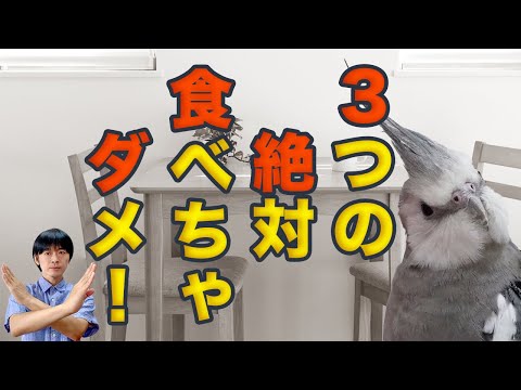鳥に与えてはいけない食べ物 冬に禁止されている食べ物 危険なもの
