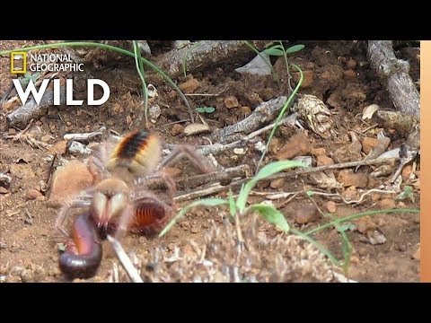 Solifúga (pavúk ťava) (Galeodes sp.) — video o chove a starostlivosti