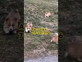 Welsh Corgi Pembroke dogs for sale: Cupcake❤️🐾AKC Genetic Tested Parents❤️Call 717-201-1556 - Video 1