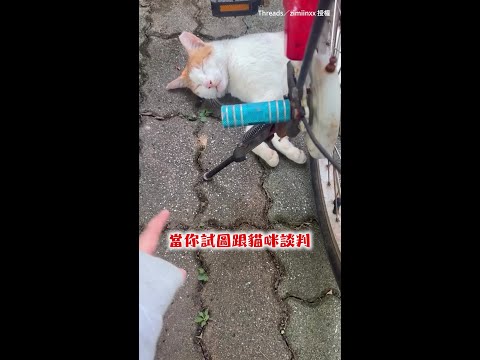【腳踏車又長貓了】想騎車卻被路霸貓卡好卡滿！談判5分鐘牠奶音狂喵就是不走XD