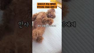 평소 칭찬에 익숙한 우리집 똥강아지 특ㅋㅋㅋ