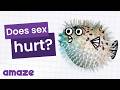 Does Sex Hurt The First Time AskAMAZE