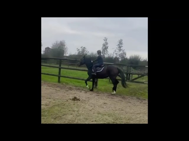 Riding movie (just broken) Coco Chanel TK Z (Connor x Escudo ).