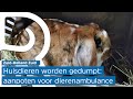 Drukke zomer voor dierenambulance door gedumpte huisdieren