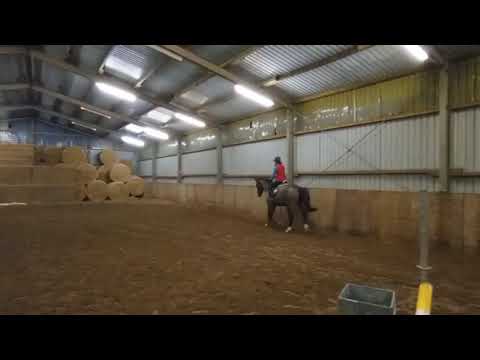 Stute v. Million Dollar x Dirano x For Pleasure, 2018