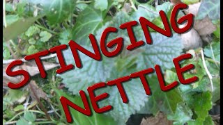 STINGING NETTLE:  Identify, Removal, and Relief