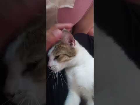 Rasyena Atqiya Naureen