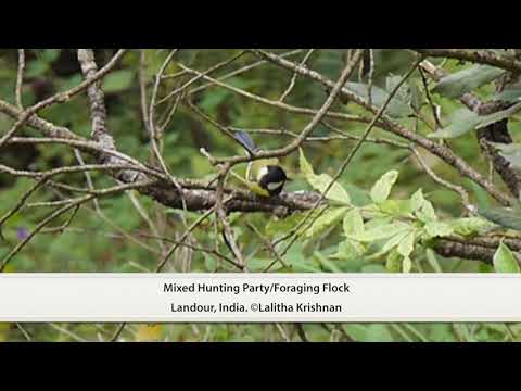 Mixed Hunting Party/Foraging Flock of Birds in the Indian Himalaya -2018