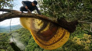 Master of Heights Hunting Giant Wild Honeycombs 400 Feet Above the Forest