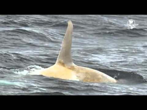 Graban por primera vez a orca blanca