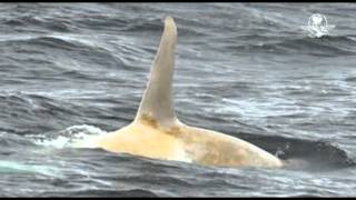 Graban por primera vez a orca blanca