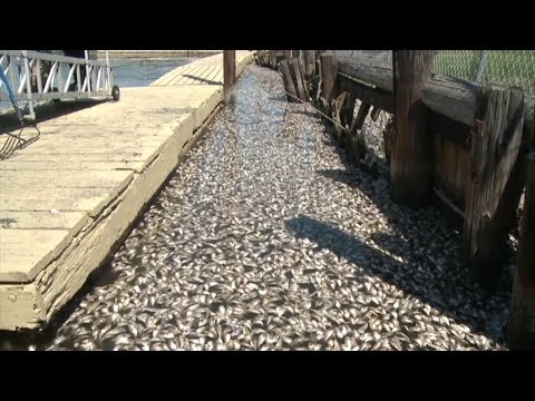 NJ Monmouth County Menhaden Fish Die Off