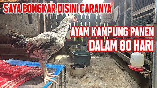 Download lagu SAYA BONGKAR CARANYA ‼️ UMUR 80 HARI BOBOT 1 4 KG AYAM KAMPUNG mp3