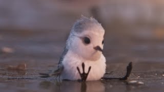 ピクサー史上超絶もふもふキュートな短編『ひな鳥の冒険』映像