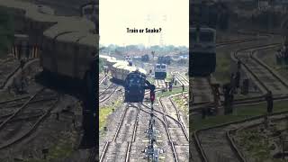 Download lagu Train or Snake ? You Decide mp3 Download lagu Train or Snake ? You Decide mp3