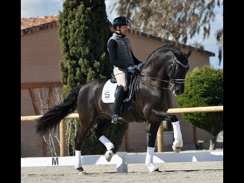 POETA DE SUSAETA - TOP P.R.E. (SPANISH) BLACK STALLION -  VIDEO 4K