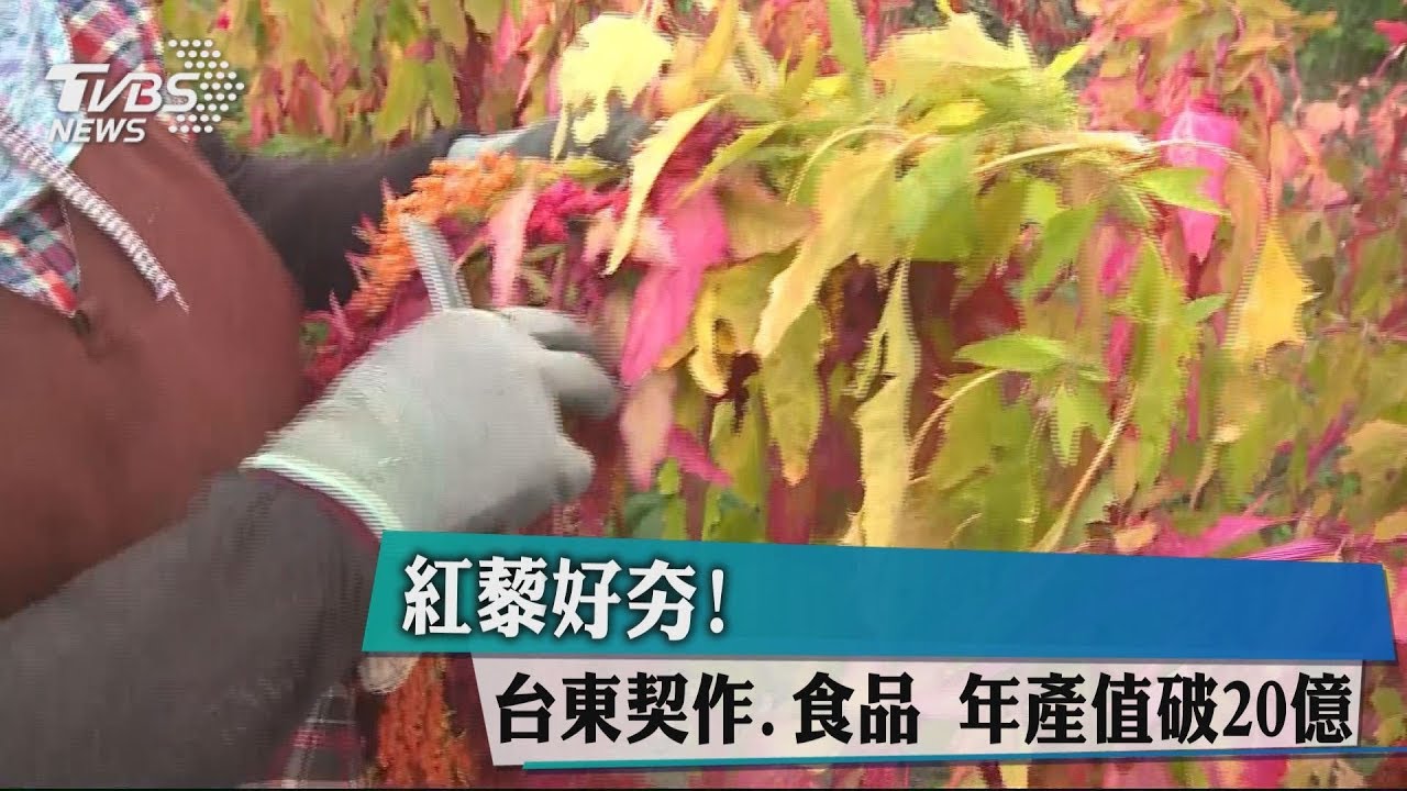 紅藜好夯！　台東契作、食品年產值破20億