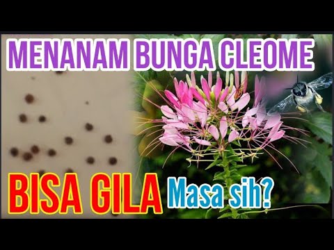 , title : 'Menanam Bunga Cleome, Bisa Bikin Gila? @Trigona Indonesia CMS'