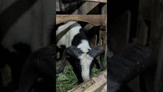 Download lagu Bukan Lulusan Peternakan, Tapi Lulusan Manajemen Bisnis jadi berfikir Bisnis Dari Ternak Domba #goat mp3