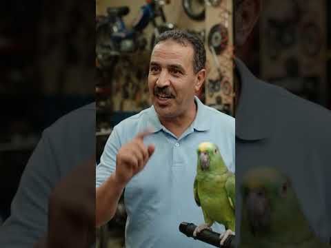 الببغاء عند بائع الدراجات النارية