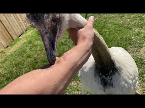 How To Survive A Rhea Attack (training Kevin p1)