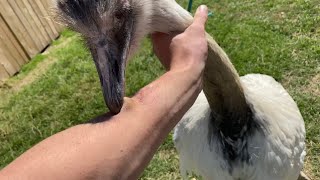 Download lagu How To Survive A Rhea Attack (training Kevin p1) mp3 Download lagu How To Survive A Rhea Attack (training Kevin p1) mp3