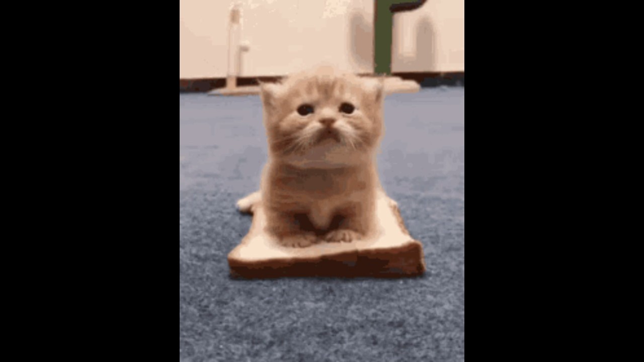 Cat GIFs (on the internet) #shorts