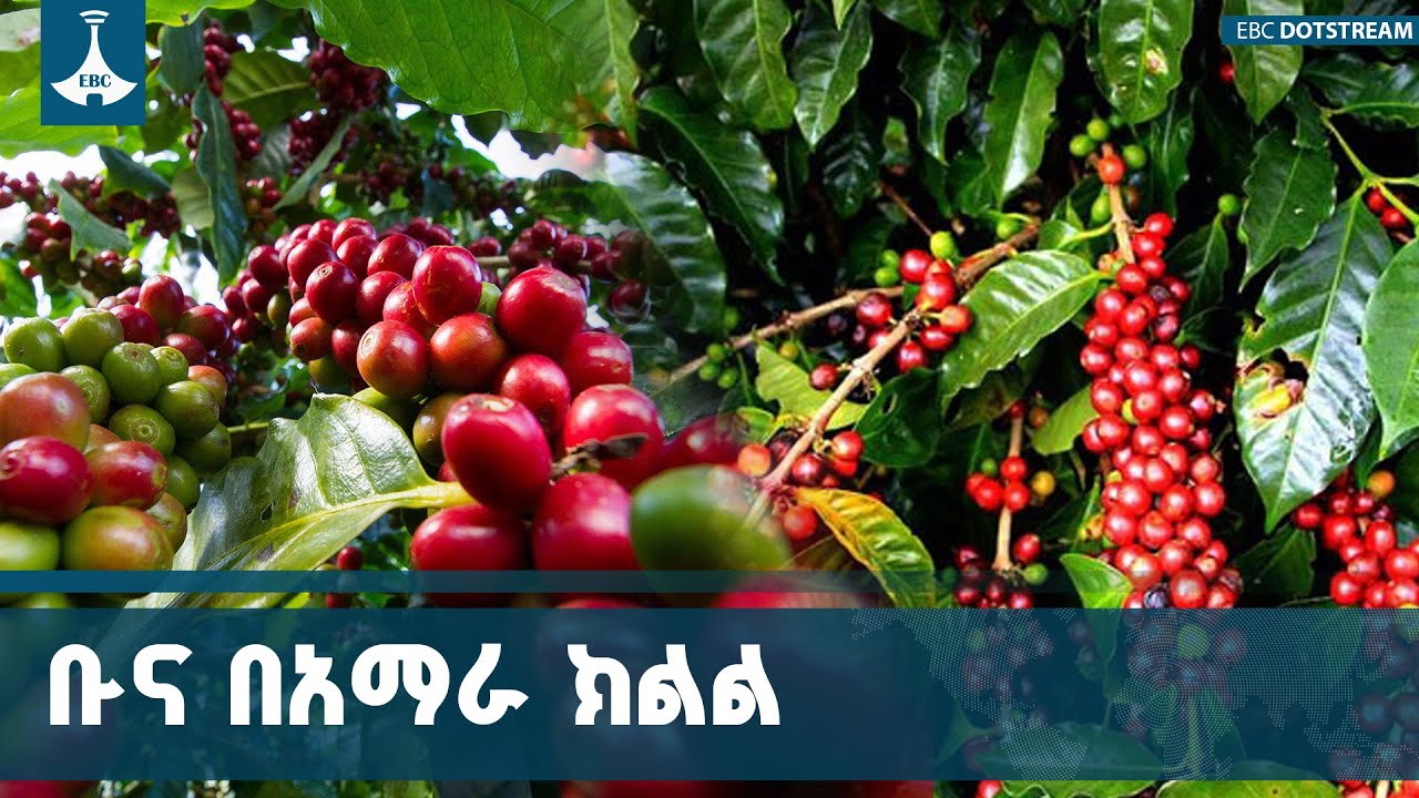 በቡና ልማት መሠማራታቸው ኑሯቸውን መቀየሩን በአማራ ክልል አዊ ብሔረሠብ አስተዳደር ?
