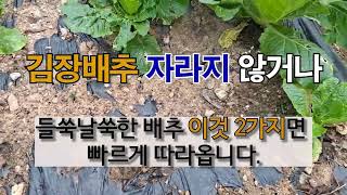 김장배추 자라지 않거나 들쑥날쑥한 배추 이것 2가지면 빠르게 따라옵니다. #주말농장 #김장배추 성장촉진.