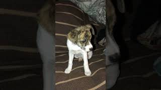 Toy Fox Terrier Puppies Videos