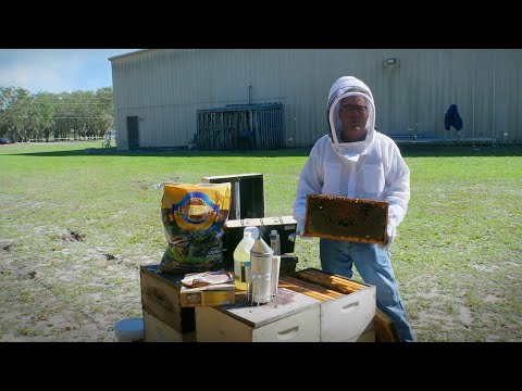 When & What to Feed Your Bees