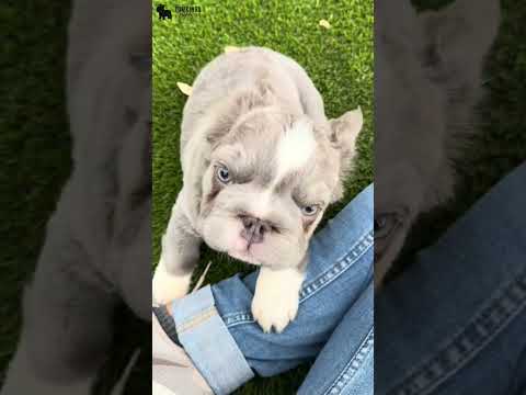 Video 3