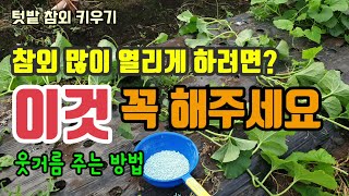 참외 많이 열리게하려면 꼭 해야할일 참외 곁순제거 순치기 순지르기 웃거름 주는 방법 참외키우기