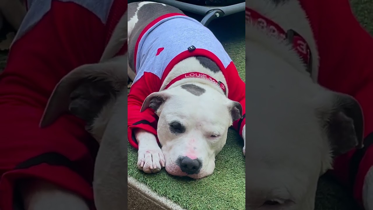 Enlarge Louie , a Adoptable mixed breed in Los Angeles, CA video 6/6