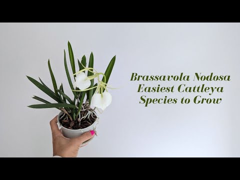 Vigorous Easy to Grow Cattleya Species | Brassavola Nodosa + Bonus Tips on Blooming Cattleya Orchids