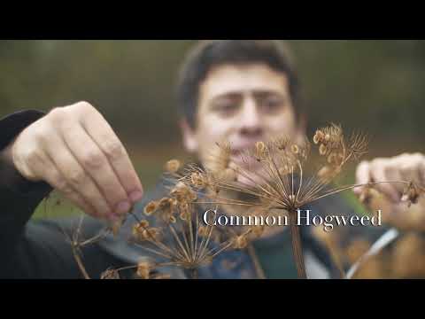Forage and Cook - Sea Beet & Hogweed Seed Saag Aloo