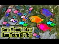 Syarat Utama Untuk Memilih Indukan Ikan Hias Adalah