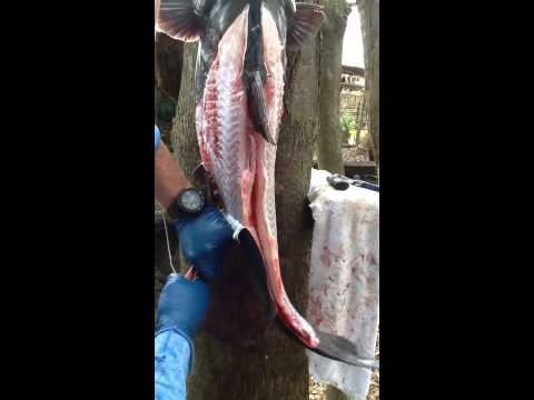 Catfish Skinning Country Style