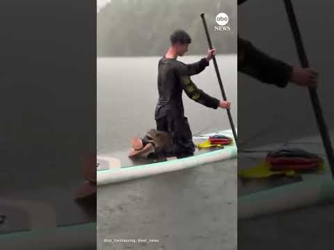 Raccoon rescued by paddleboarders during heavy rain