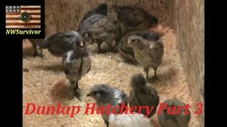 Dunlap Hatchery chicks 2016 3 weeks old part 3