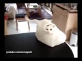 Кот и пакет Пакеты на клипсе 