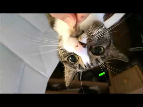 Bobo and Nikita Cats - Random Moments #4