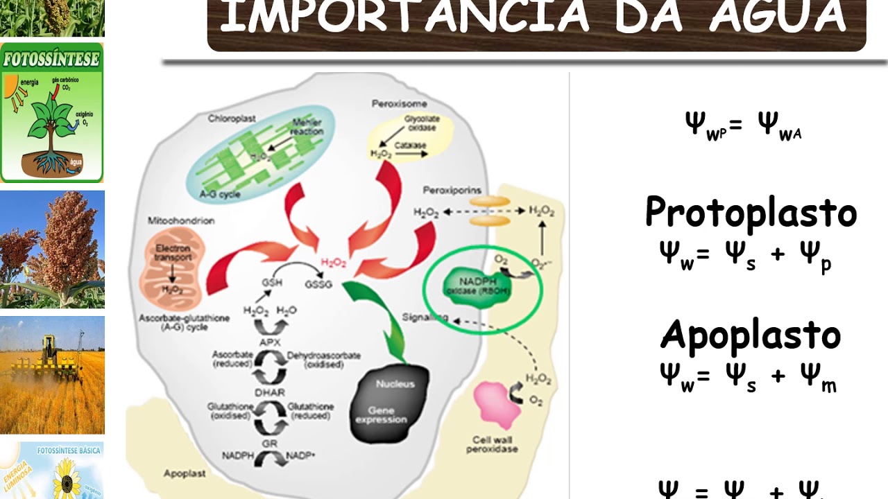 Relações hídricas: Potencial hídrico