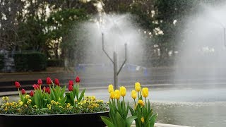 19 千葉 船橋 アンデルセン公園 アイス チューリップ موقع ويب حيث يمكنك مشاهدة مقاطع فيديو موسيقية مجانية