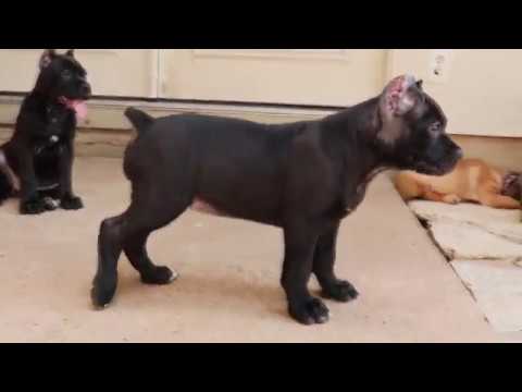 hogyan segíthet a pitbull fogyásban hogyan okozza a koffein a fogyást
