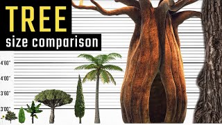 Tree Size Comparison. The Biggest Trees on Earth. World INFO