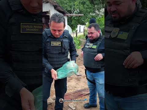 Casal de criminosos em Bertolínia escondia a droga enterrado no quintal ￼