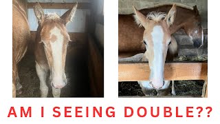 IS JIM BUYING MORE HORSES??!! #844